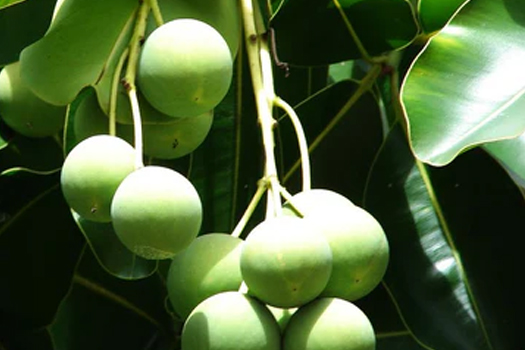 Soap Making Raw Materials